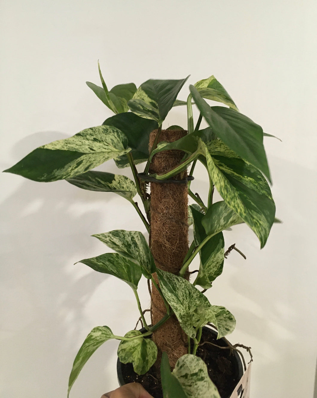 Epipremnum marble queen on totem 17cm pot