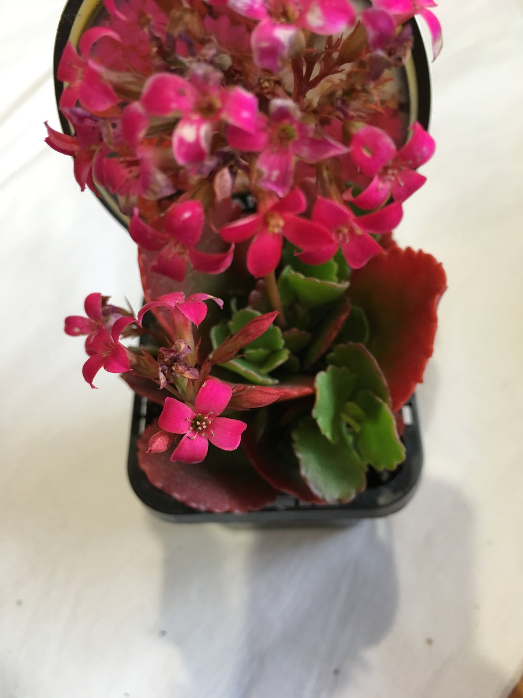 Kalanchoe hybrid in 7cm pot