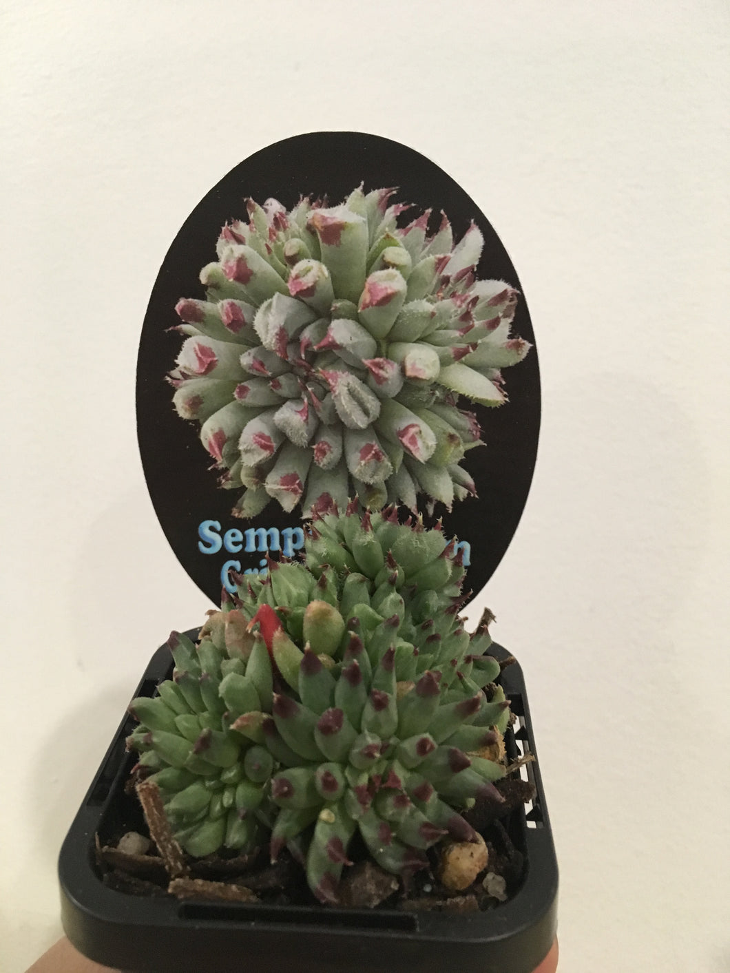 Sempervivum Griggs Surprise in 7cm pot