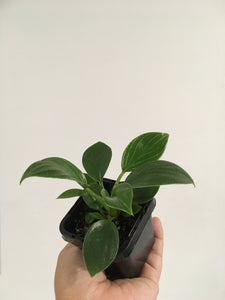 Philodendron Birkin in 7cm pot