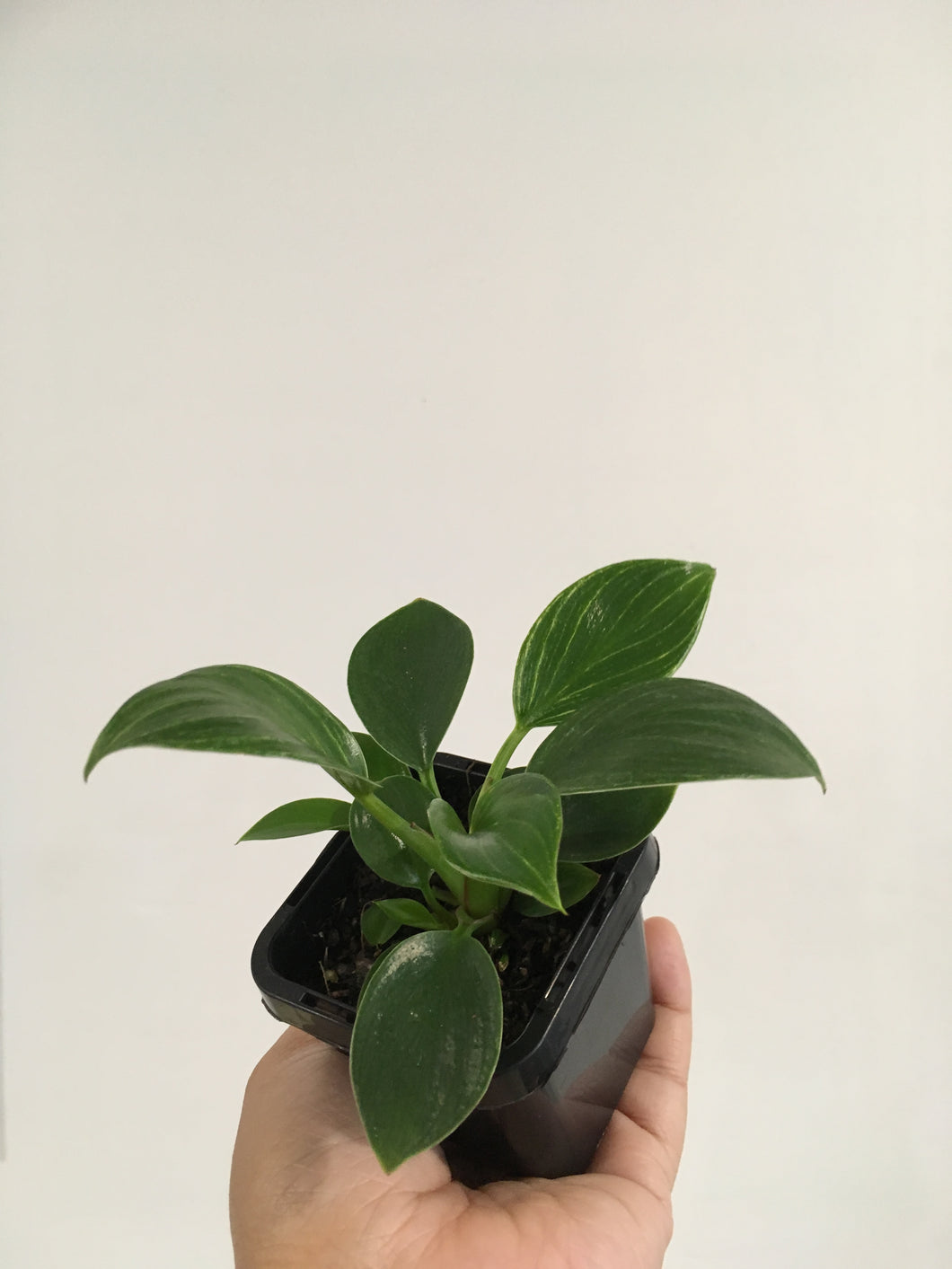 Philodendron Birkin in 7cm pot