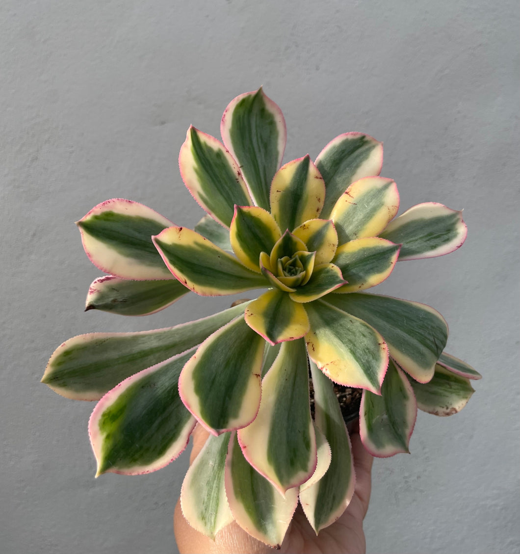 Aeonium sunburst in 8cm pot - big