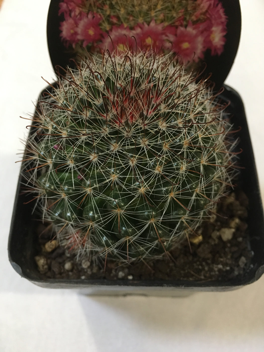 Mammillaria zeilmaniana in 10cm pot