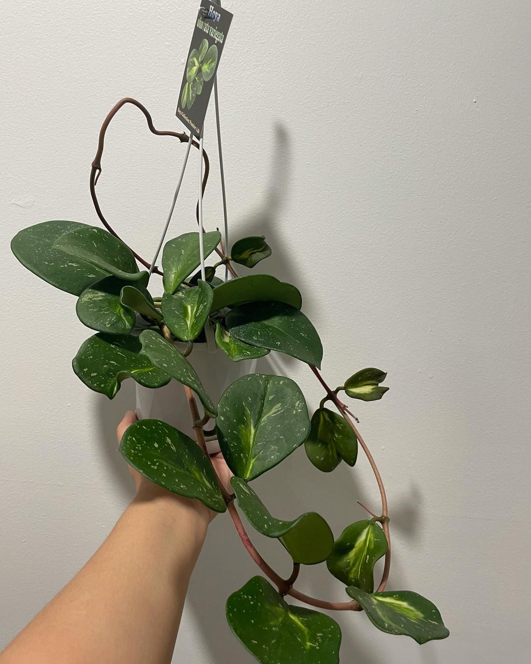 Hoya obovata variegated in 13cm pot