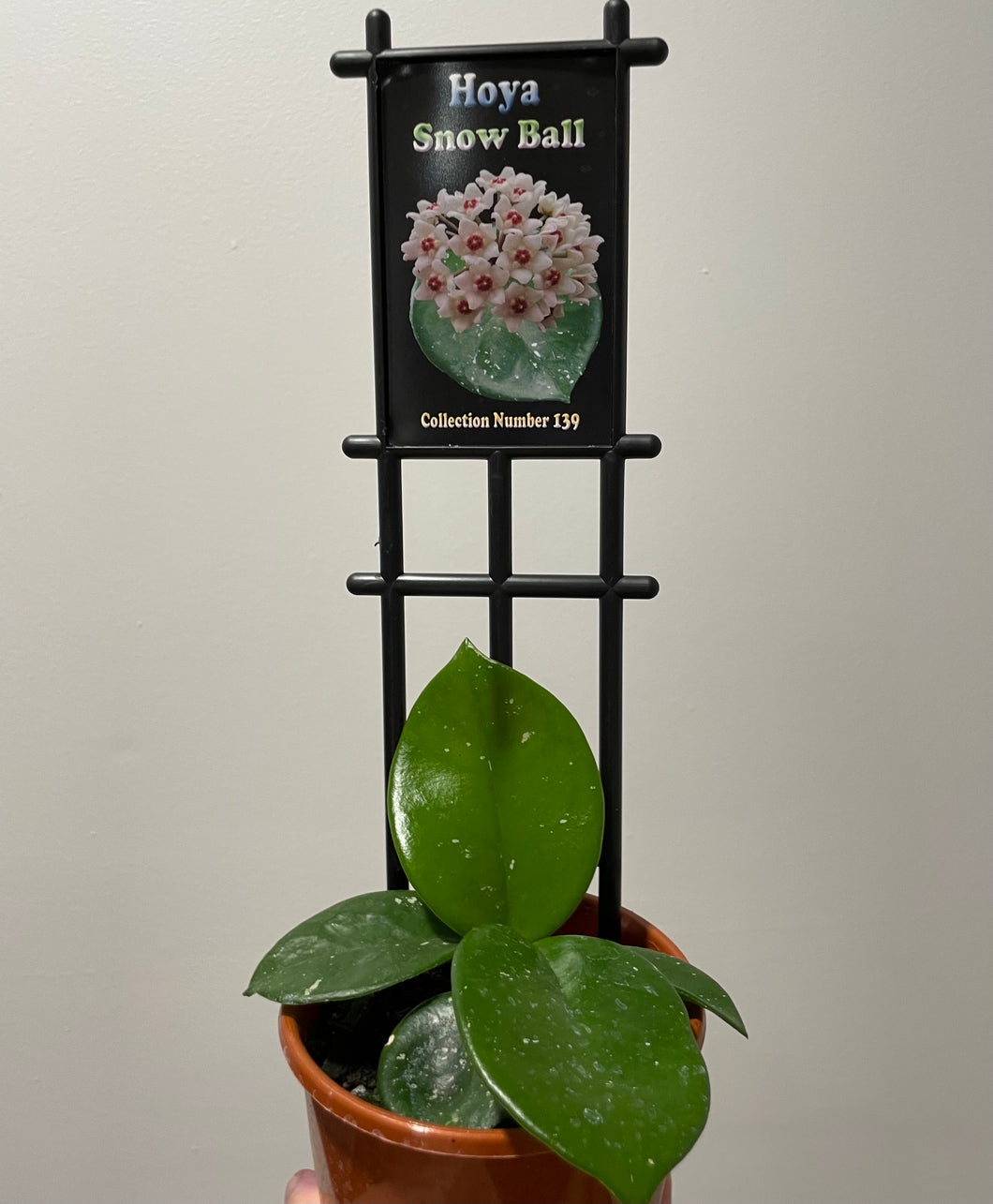Hoya Snowball