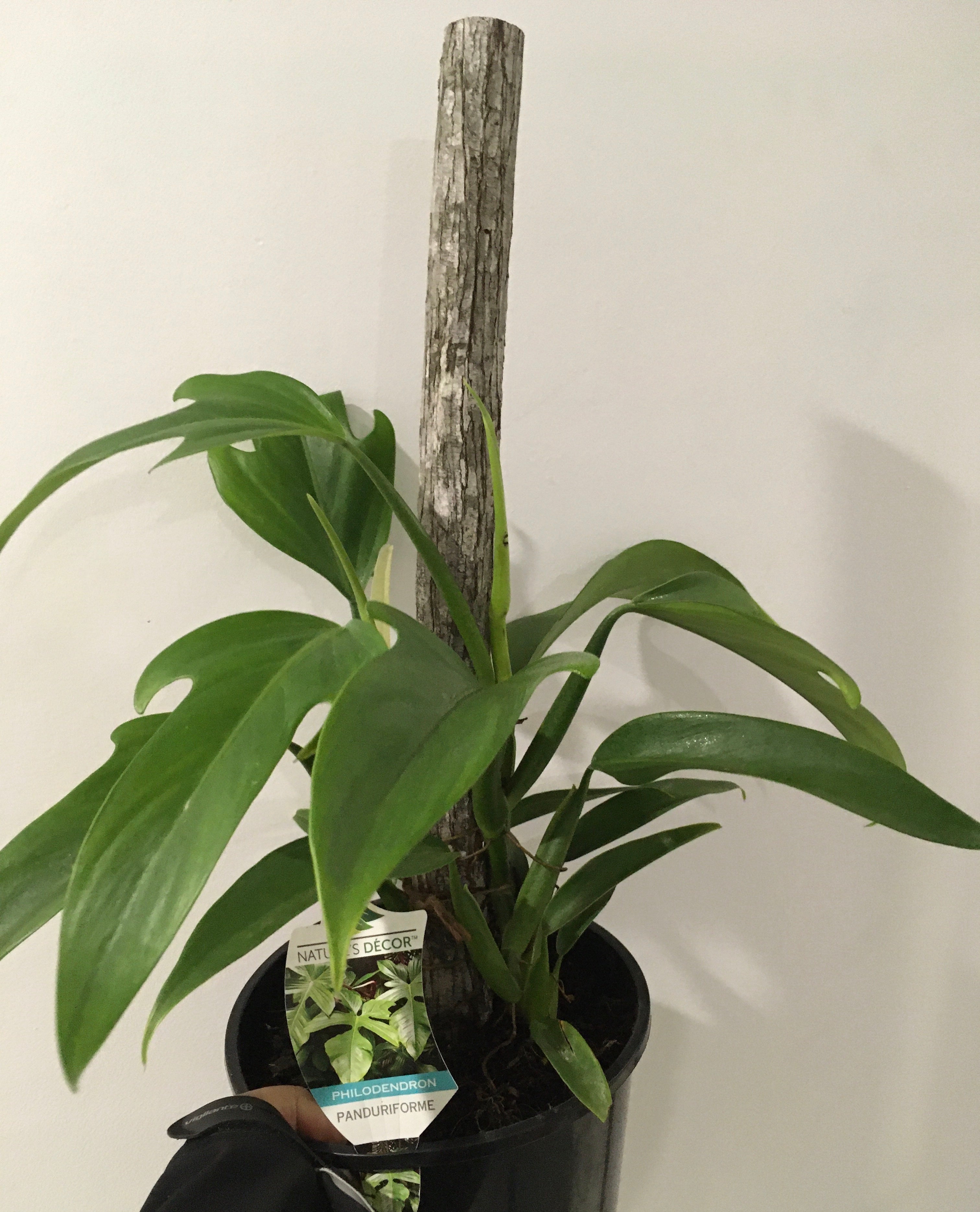 Philodendron panduriforme in 20cm pot  Pananom