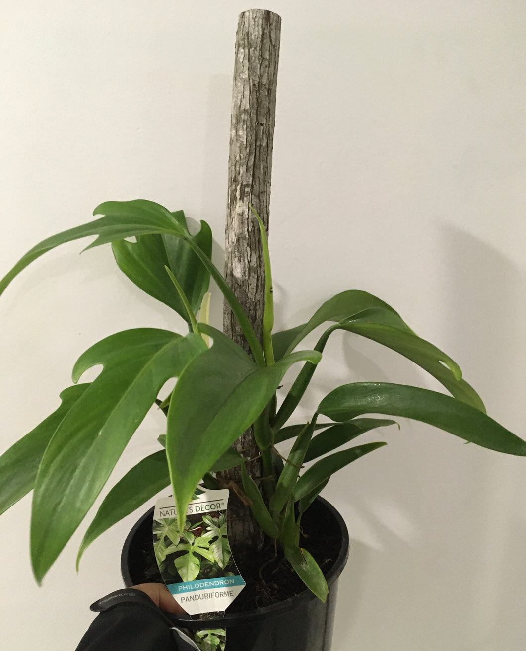 Philodendron panduriforme in 20cm pot