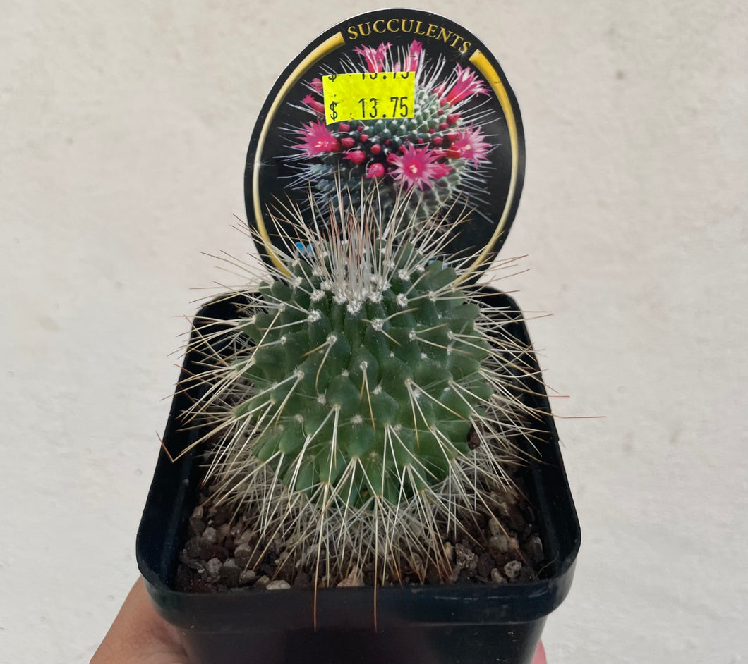 Mammillaria pico in 10cm pot