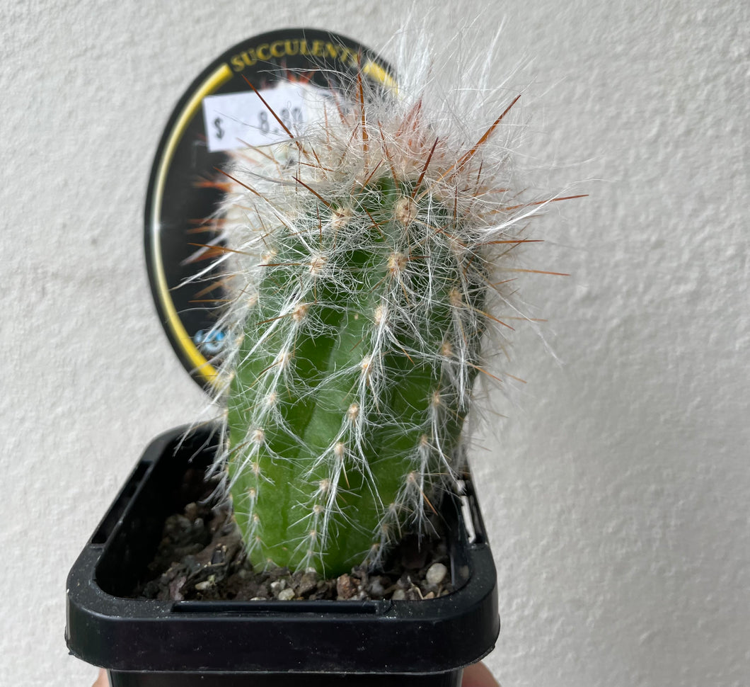 Oreocereus trollii in 7cm pot