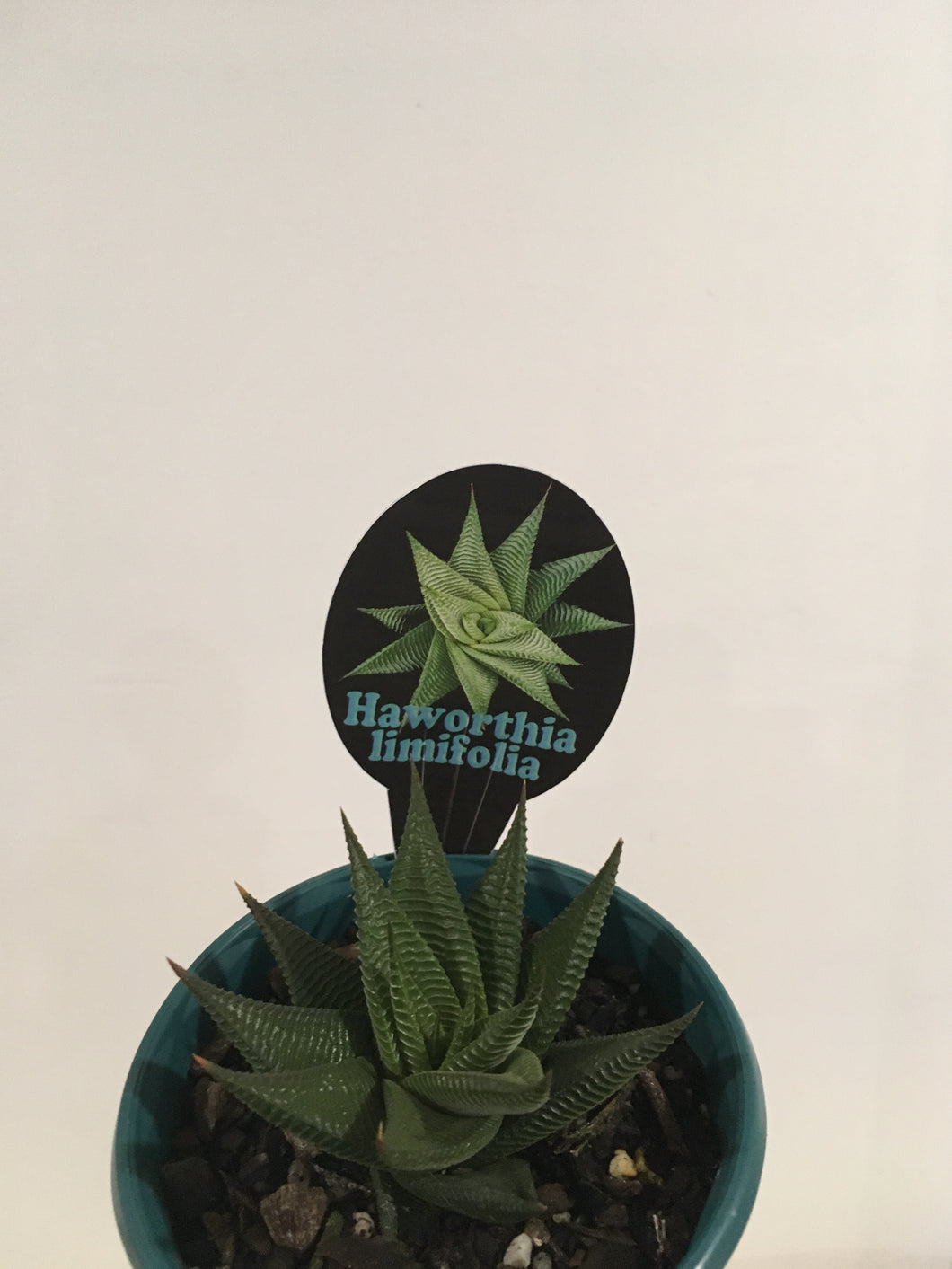 Haworthia limifolia in 13cm pot