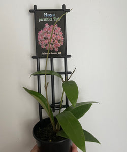 Hoya parasitica pink in 8cm
