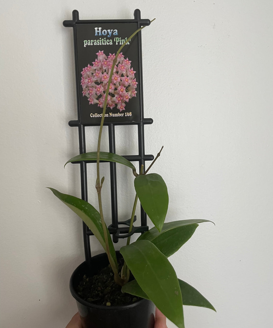 Hoya parasitica pink in 8cm
