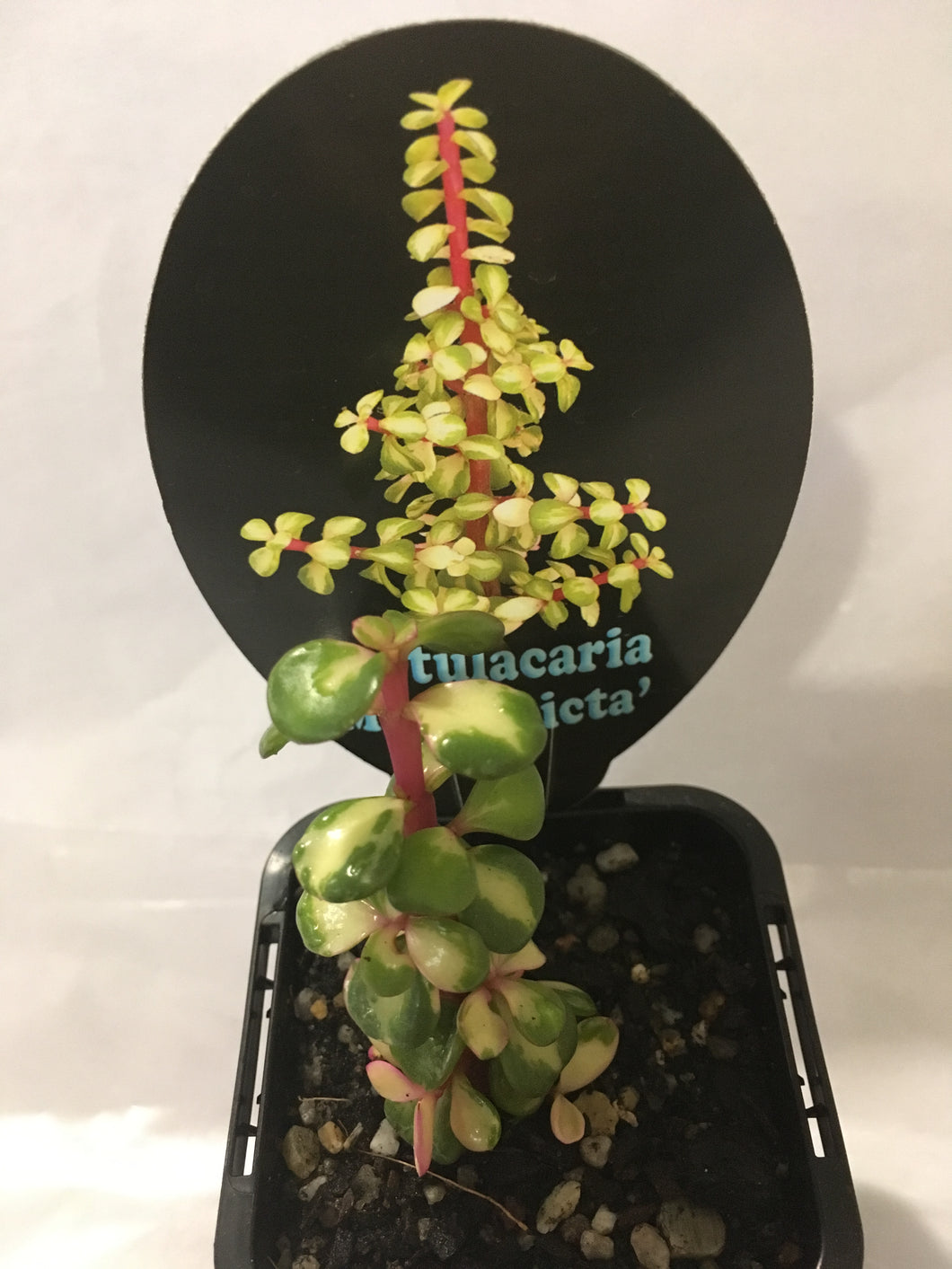 Portulacaria medio-picta in 7cm pot