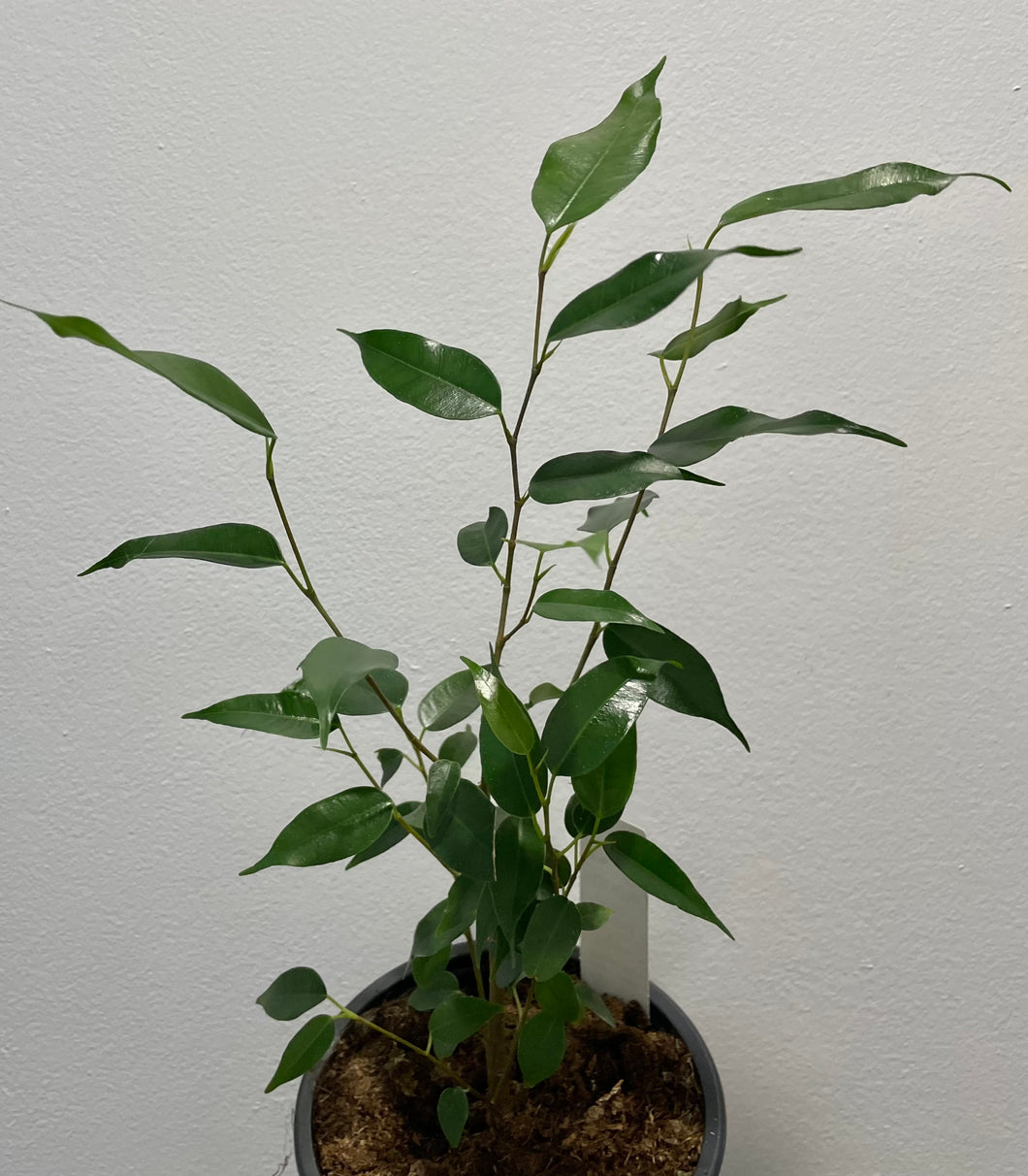Ficus evergreen in 12cm pot