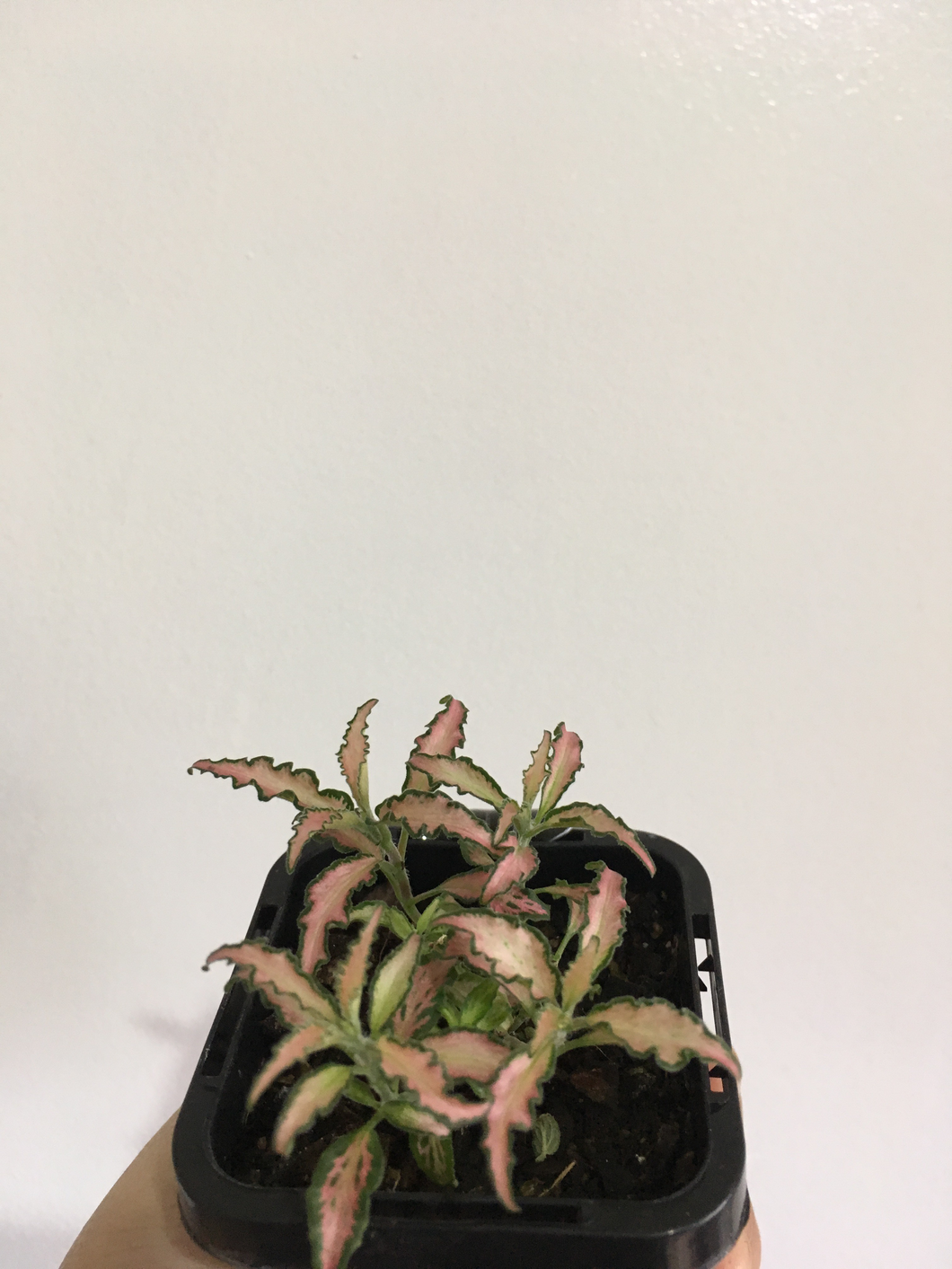 Fittonia verschaffttii Rosy Cloud in 7cm pot