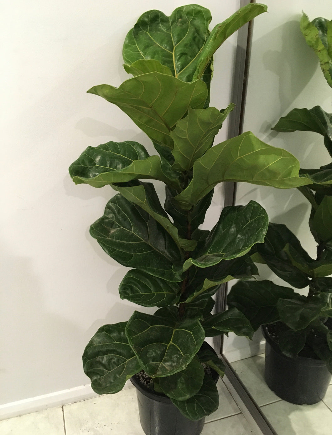 Ficus Lyrata in 30cm pot