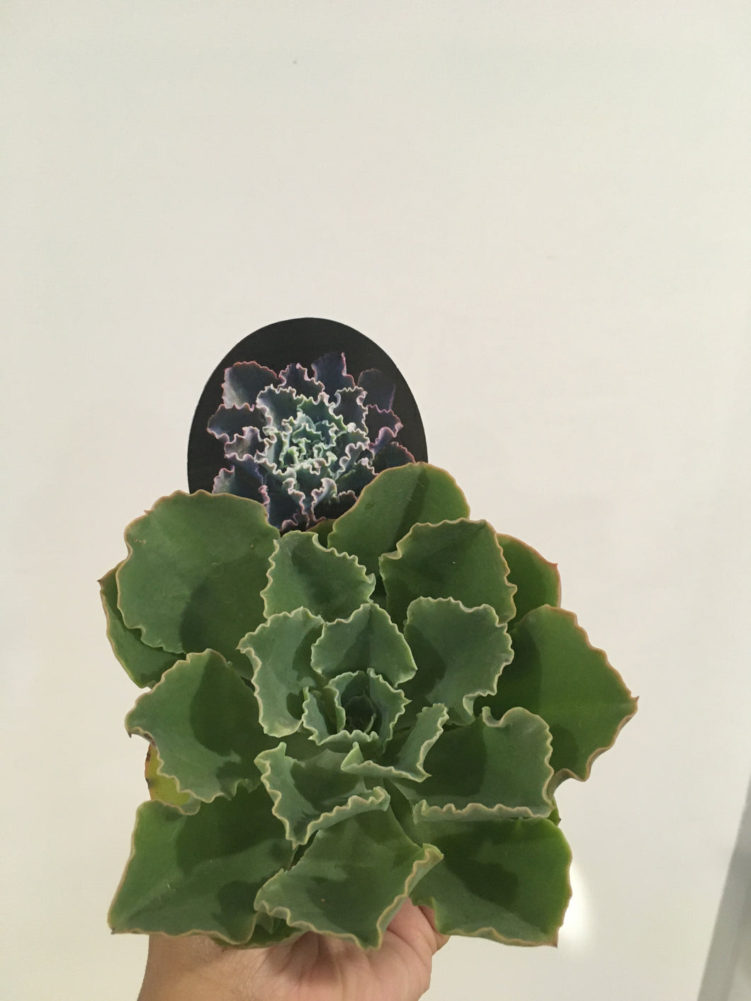 Echeveria Blue waves in 8cm pot