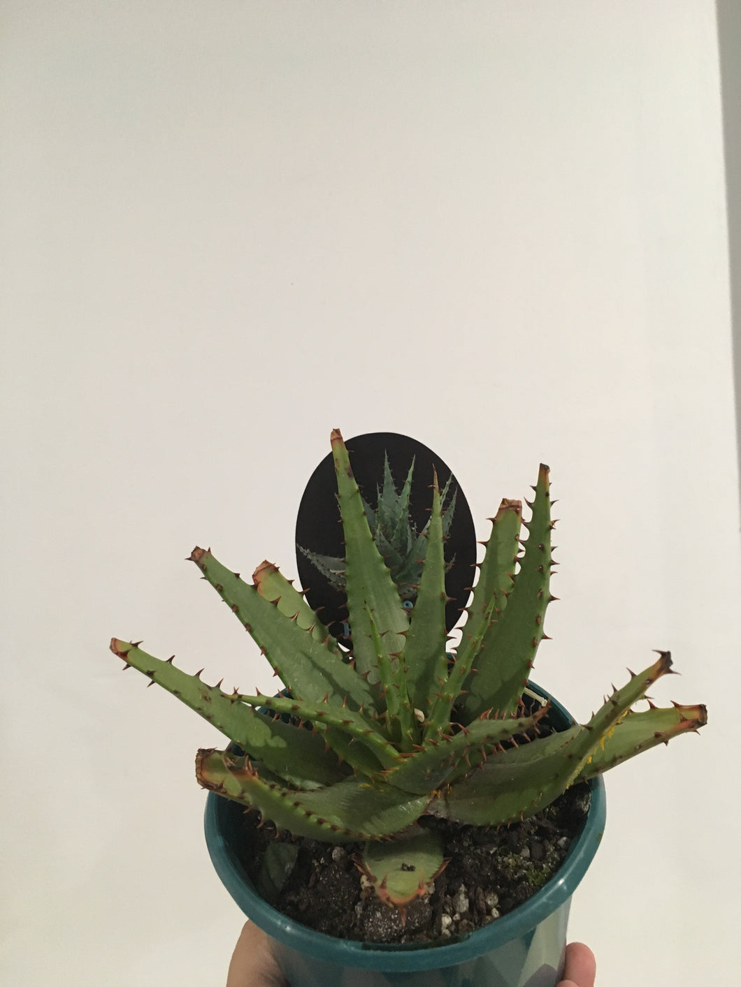 Aloe Brumii in 13cm pot