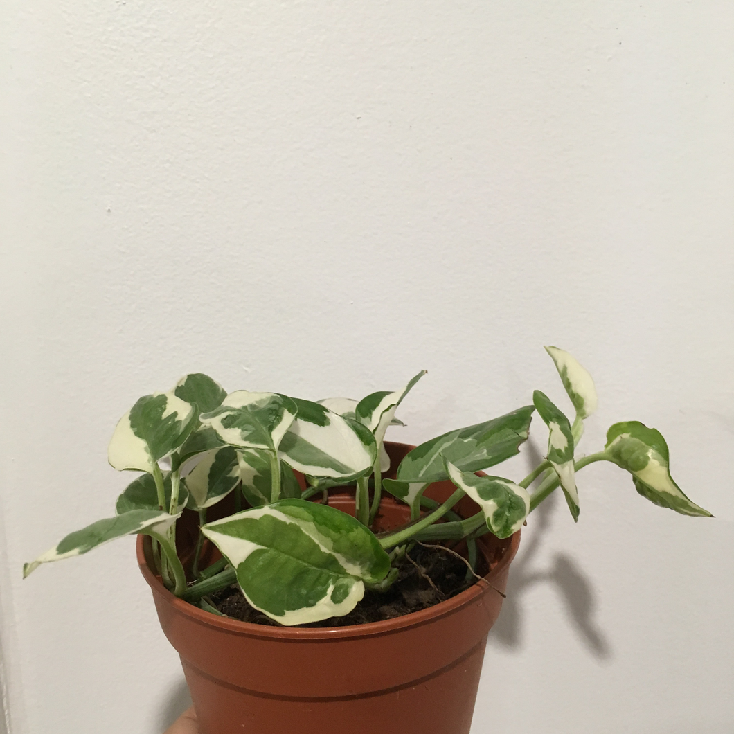 Clearance - Epipremnum Snow Queen in 12cm pot