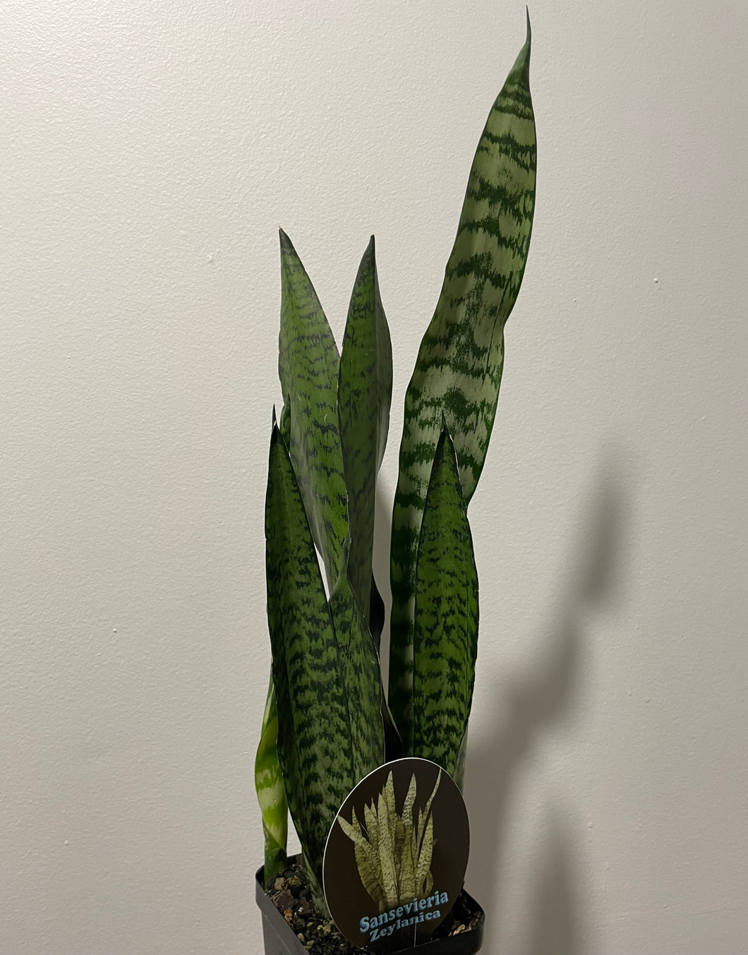 Sansevieria zeylanica in 10cm pot