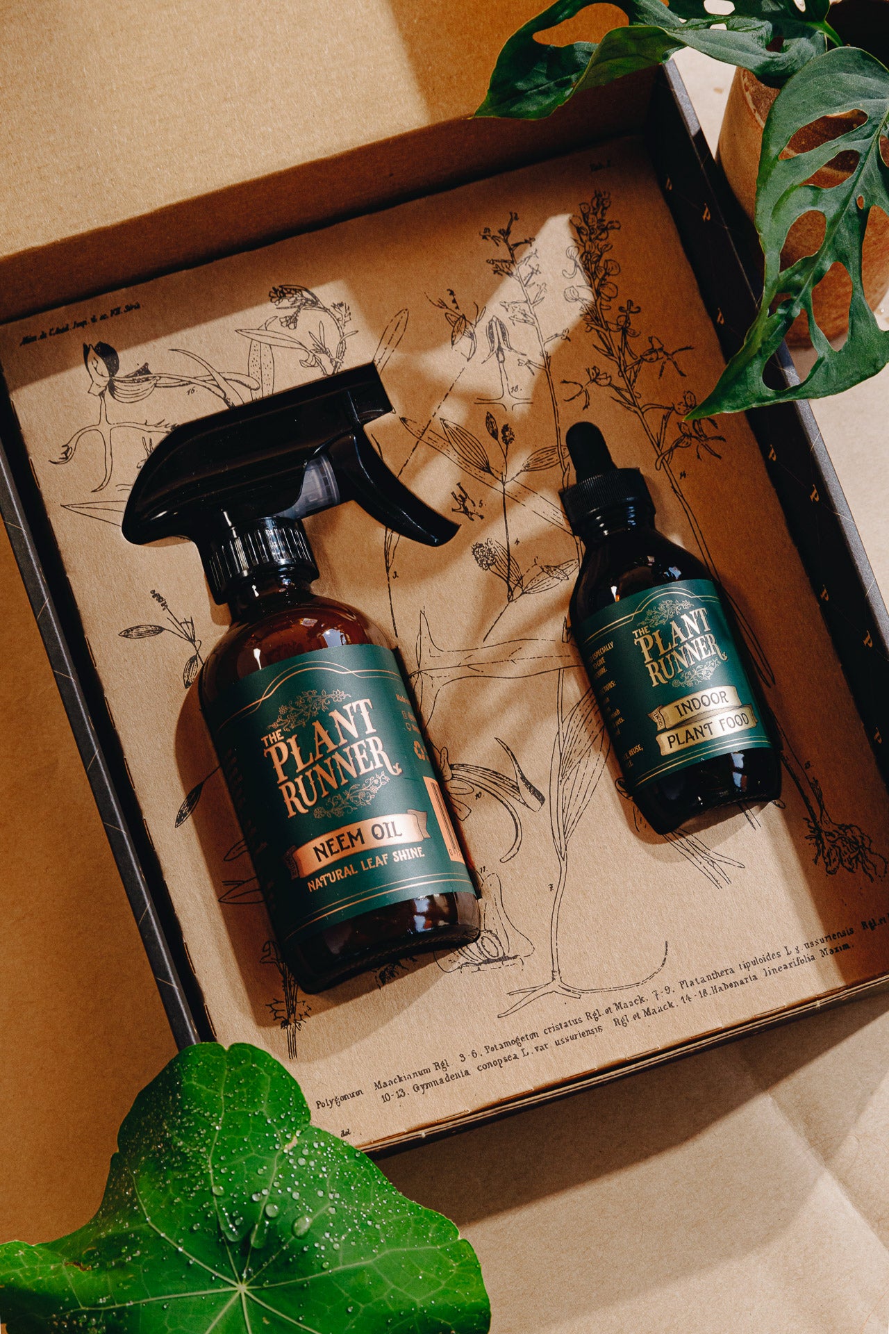 indoor plant leaf oil The Plant Runner
