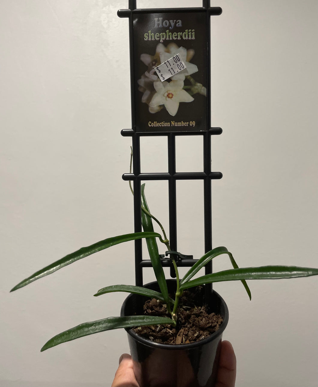 Hoya shepherdii in 8cm pot