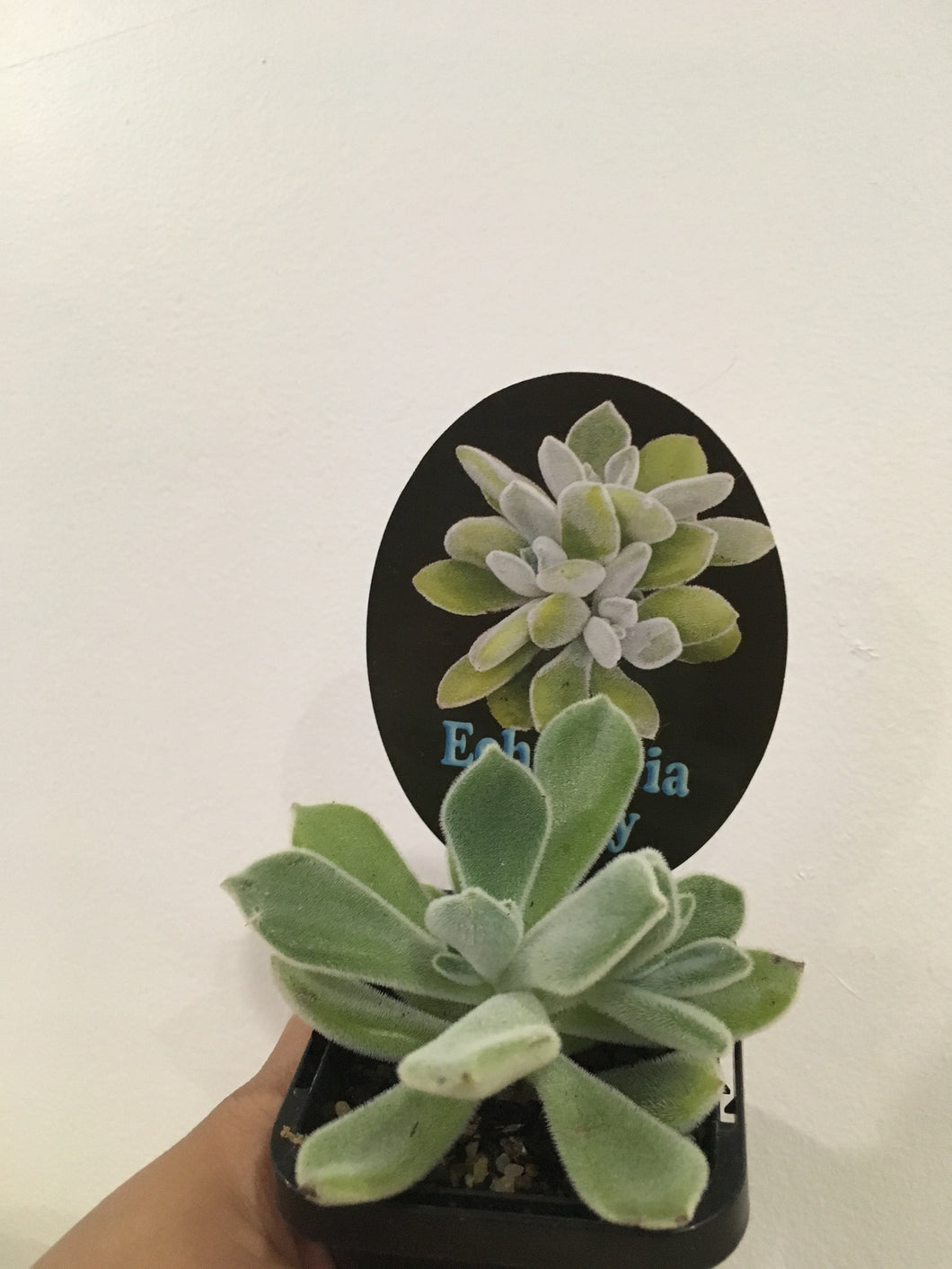 Echeveria Frosty in 7cm pot