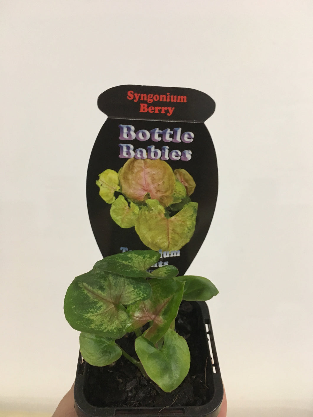 Syngonium Berry in 7cm pot