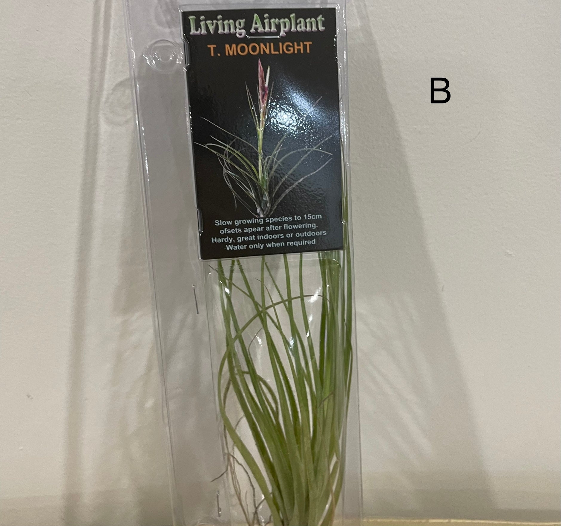 moonlight air plant Air Plants – Pananom
