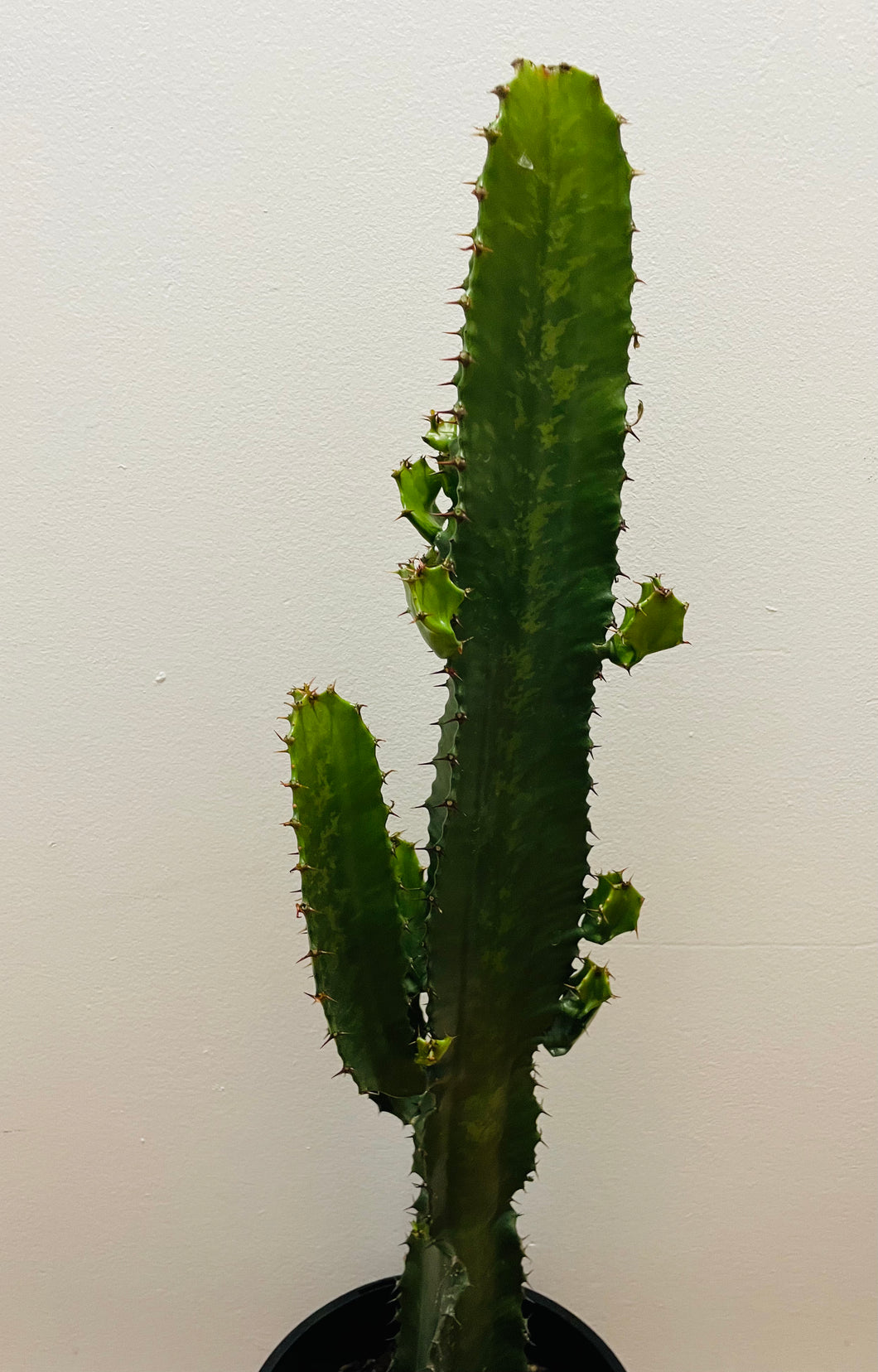 Euphorbia eritrea in 20cm pot