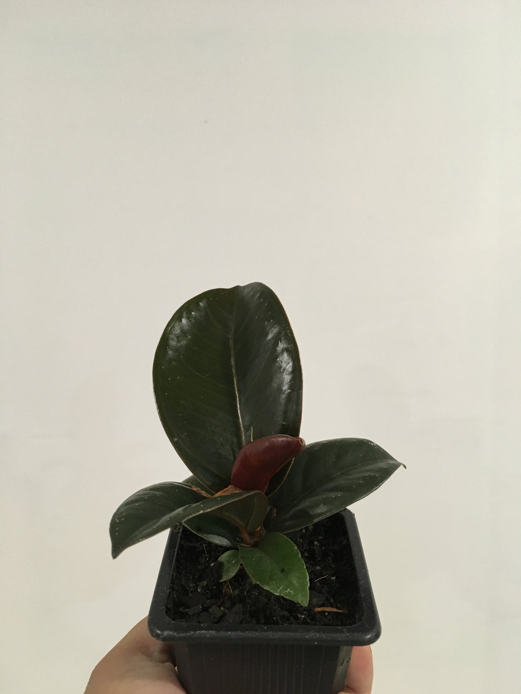 Ficus Elastica Robusta in 7.5cm pot