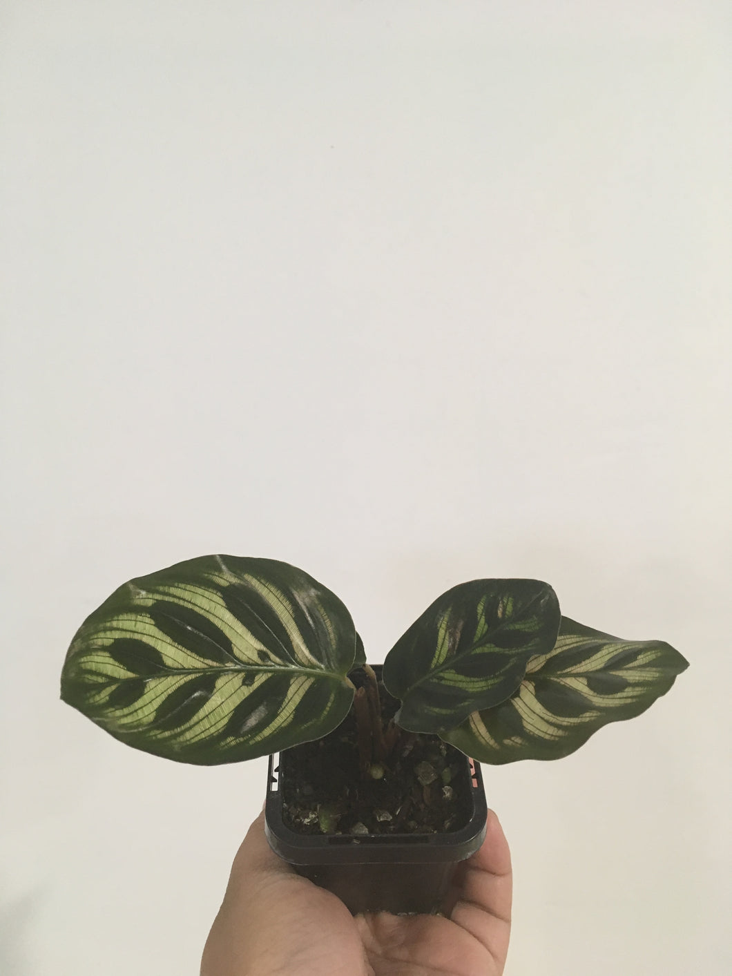 Calathea makoyana in 7cm pot