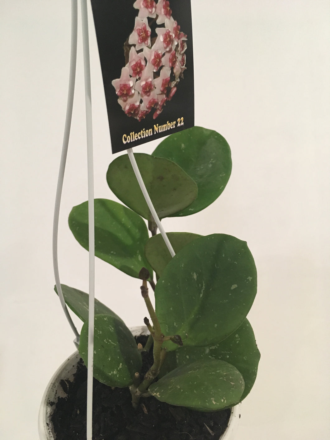 Hoya obovata in 13cm nursery pot