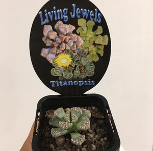 Titanopsis in 7cm pot