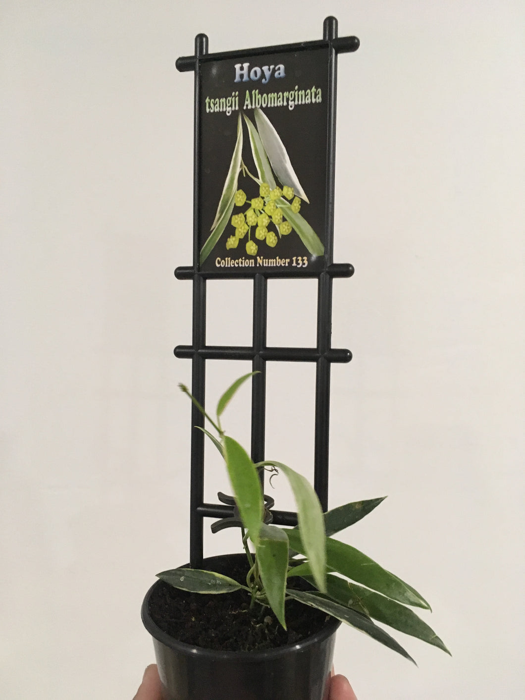Hoya tsangii albomarginata in 8cm pot