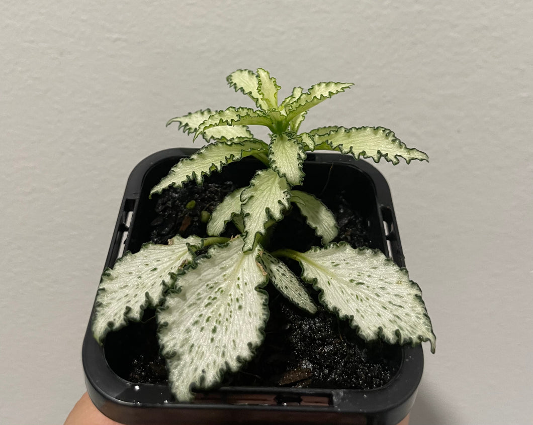 Fittonia white star in 7cm pot