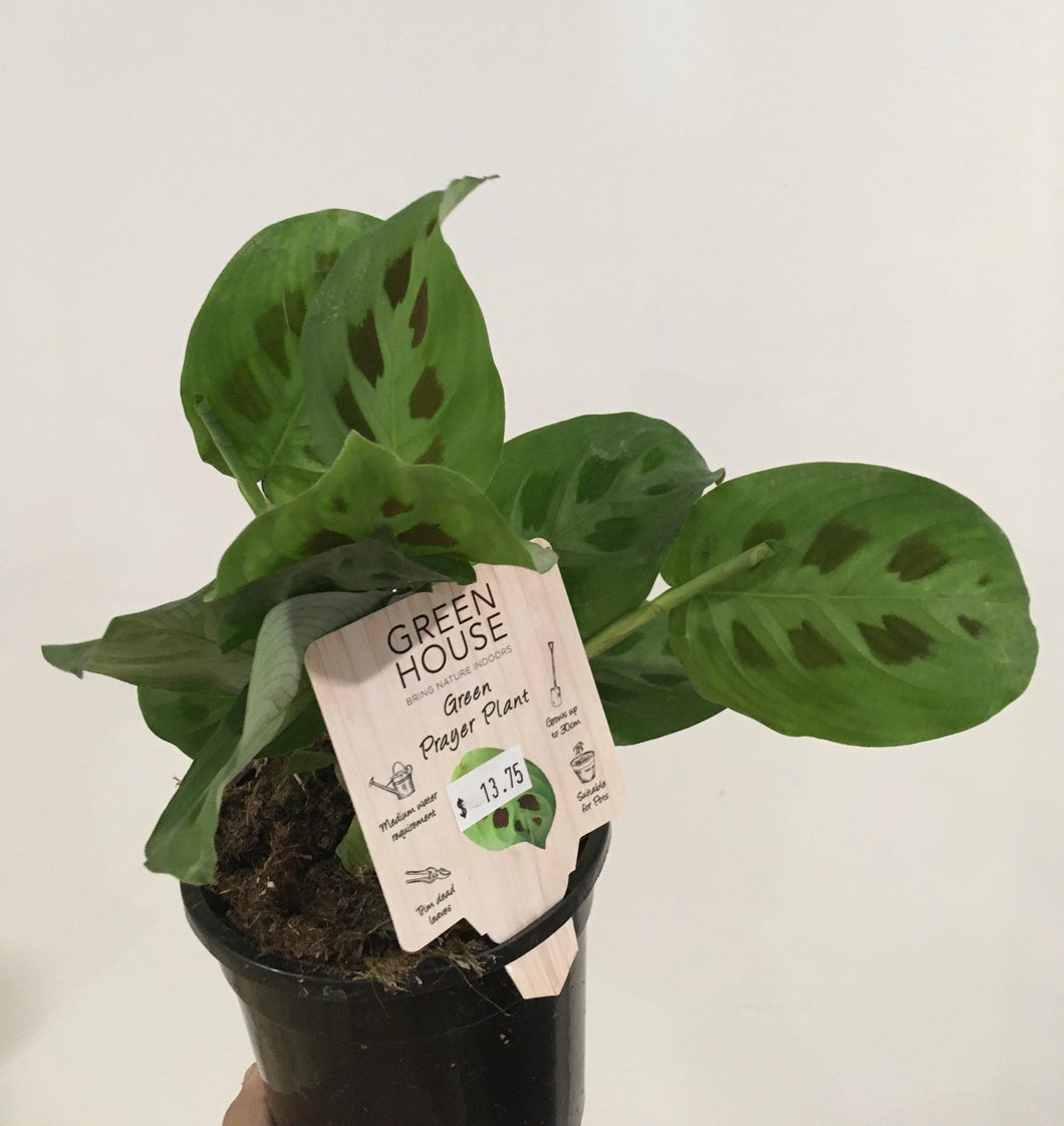 Maranta green prayer plant in 13cm pot