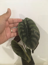 Load image into Gallery viewer, Alocasia Red Secret in 7.5cm pot
