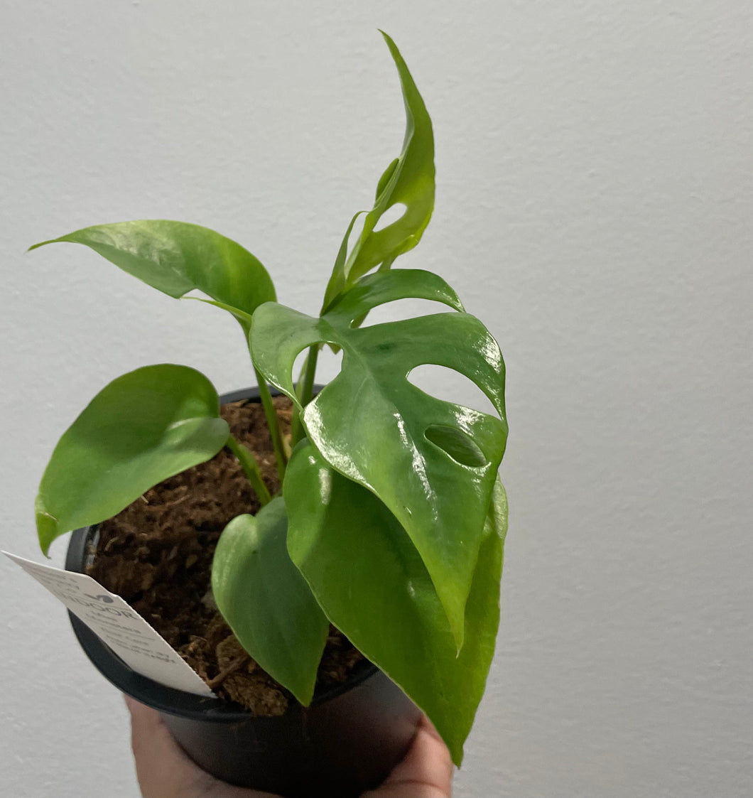 Raphidophora tetrasperma or mini monstera in 12cm pot