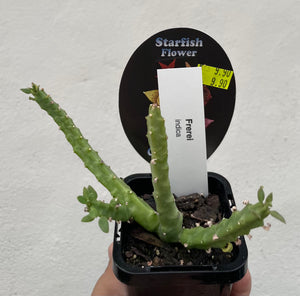 Starfish plant - Frerei indica in 7cm pot
