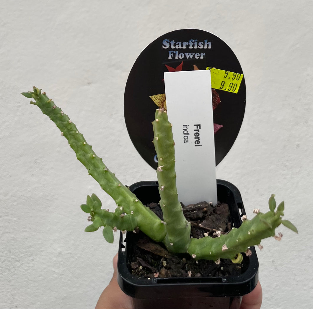 Starfish plant - Frerei indica in 7cm pot