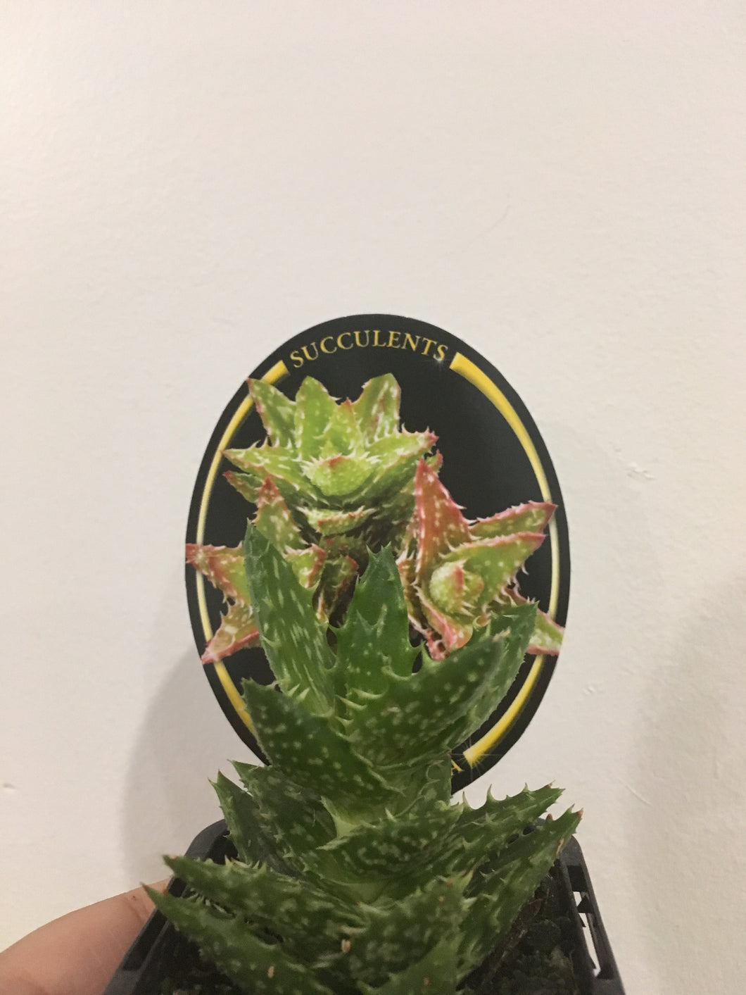 Aloe juvenna in 7cm pot