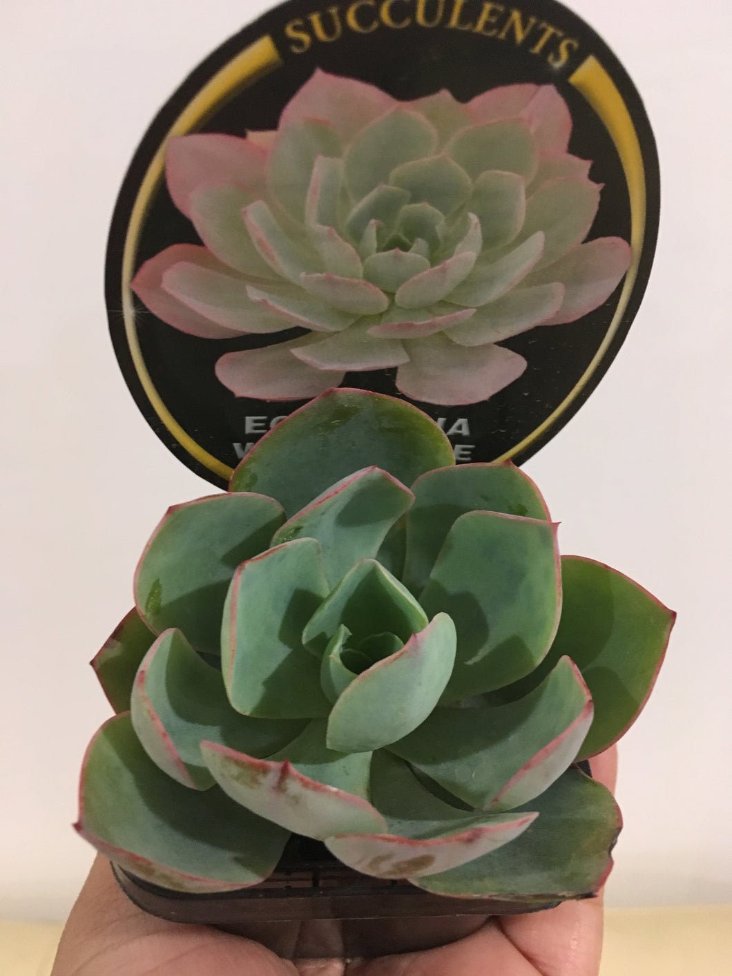 Echeveria White Rose in 7cm pot