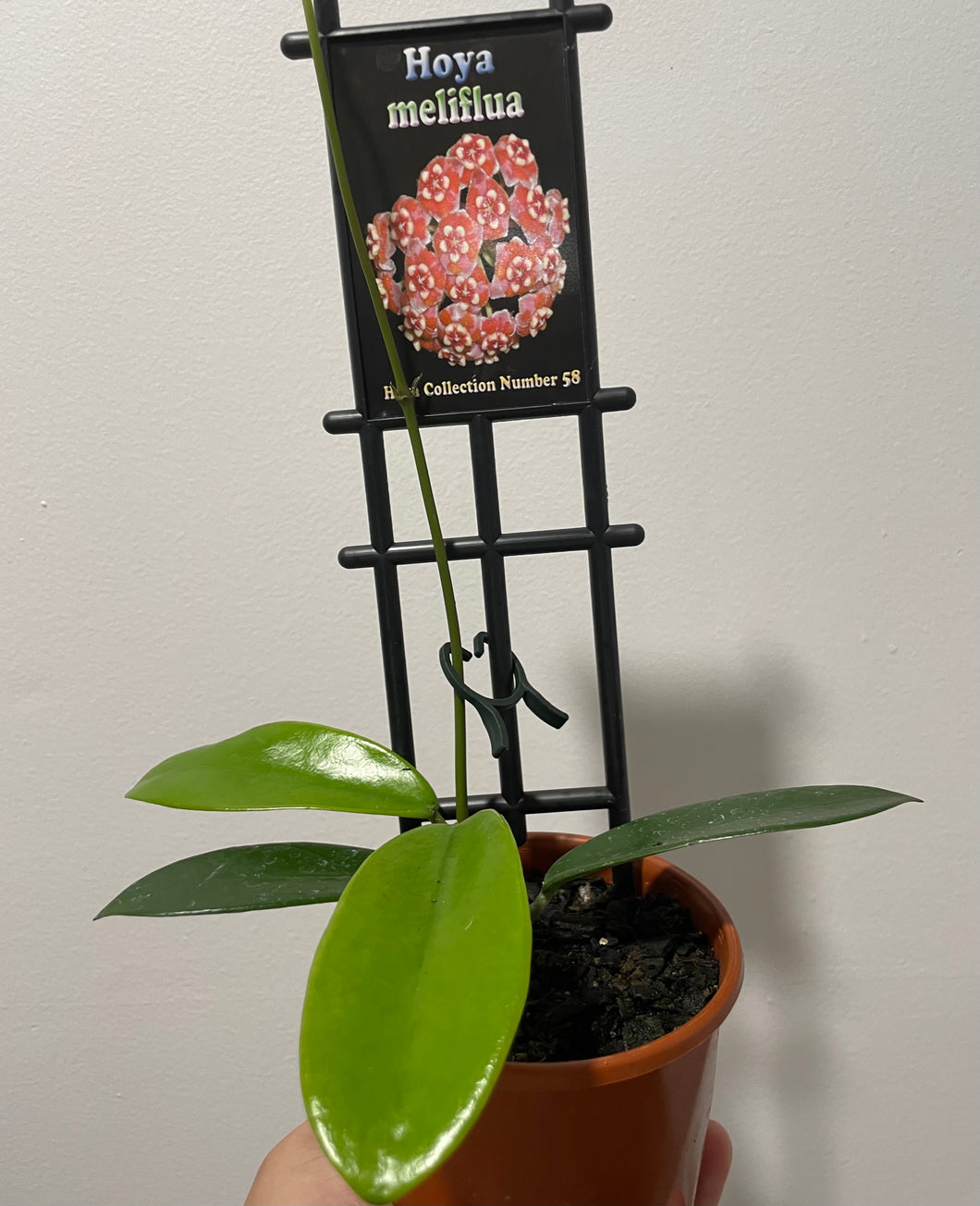 Hoya meliflua in 10cm pot