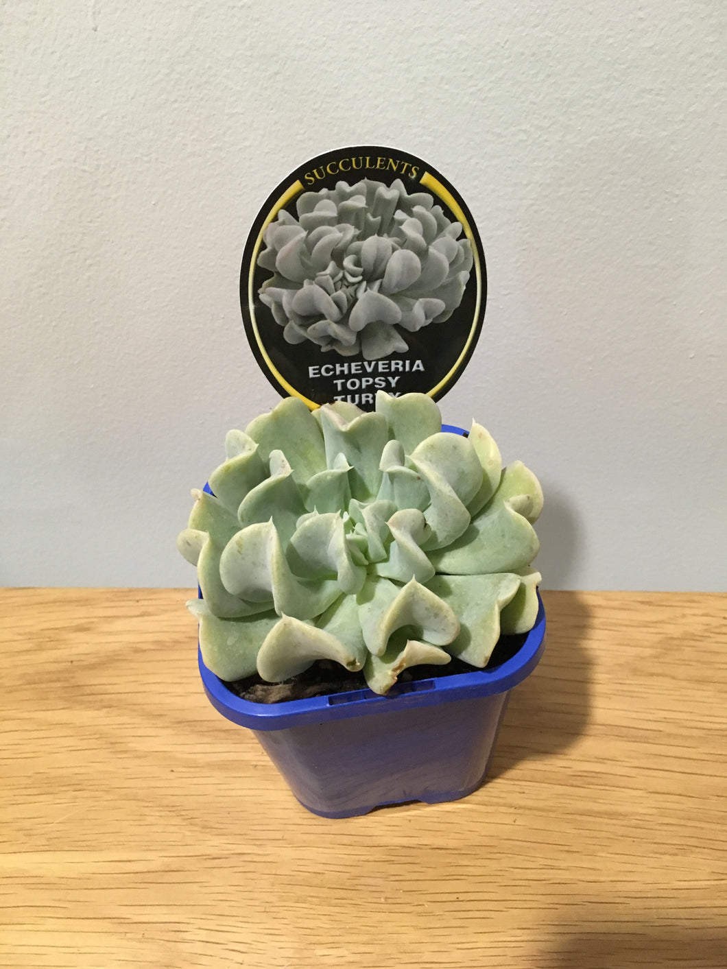 Echeveria Topsy Turvy in 10cm pot