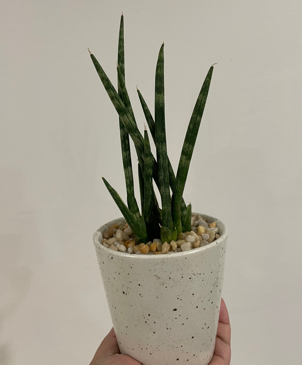 Sansevieria cylindrica in 9cm ceramic pot