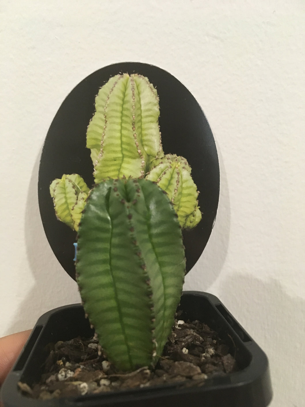 Euphorbia anoplia in 7cm pot