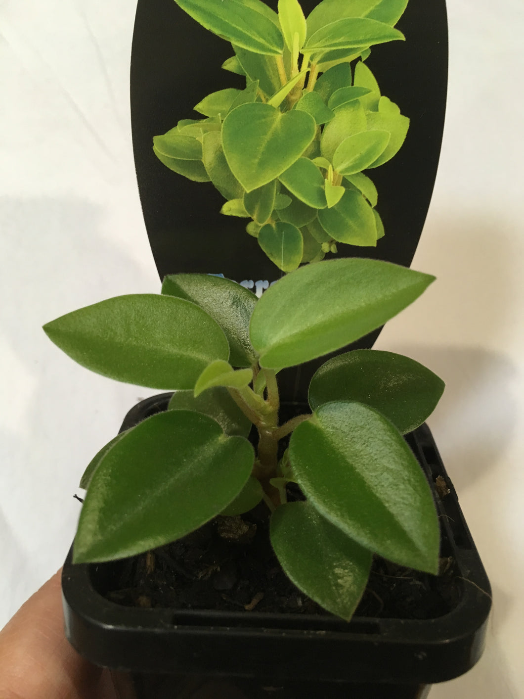 Peperomia Pixie in 7cm pot