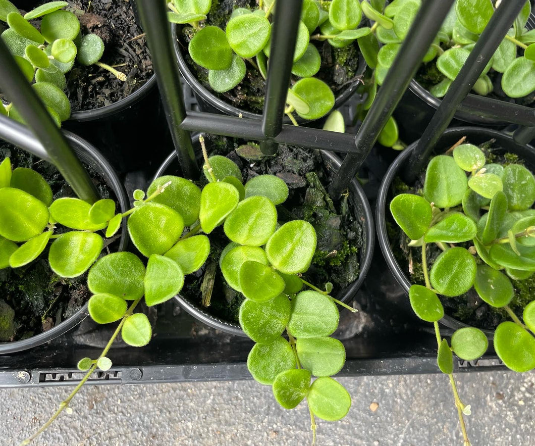 Hoya serpens in 8cm pot
