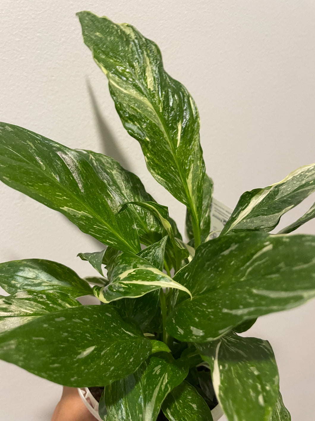 Spathiphyllum domino in 13cm pot